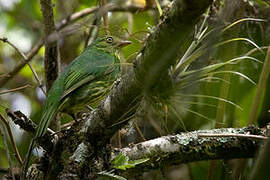 Masked Fruiteater