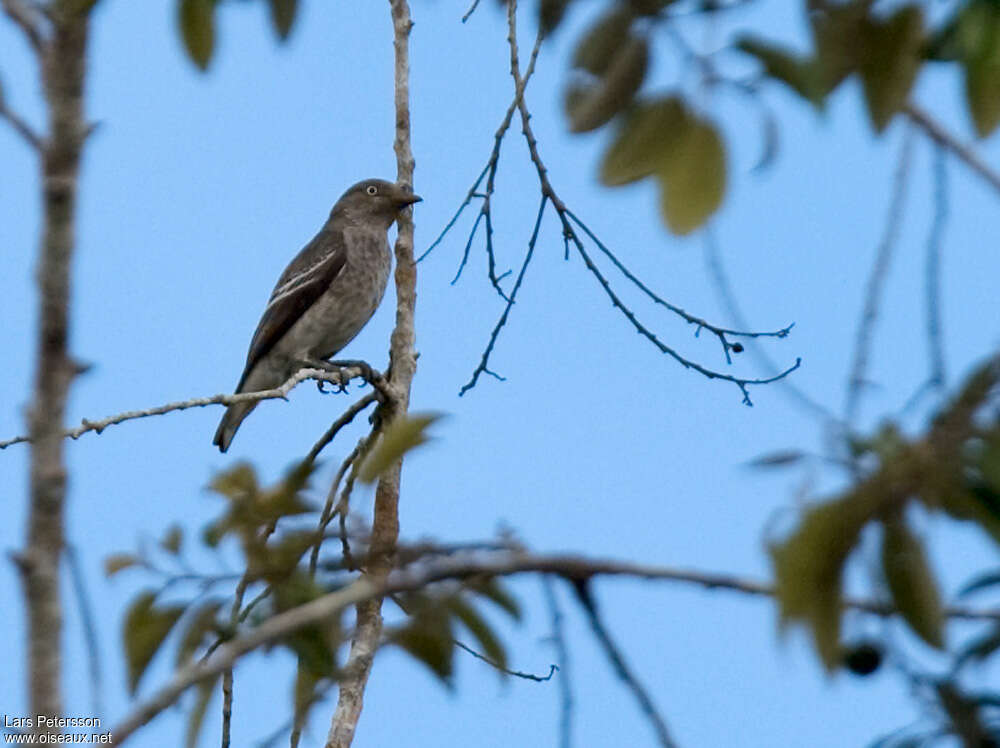 Cotinga porphyrion femelle adulte, identification