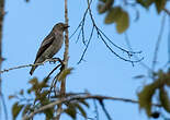 Cotinga porphyrion