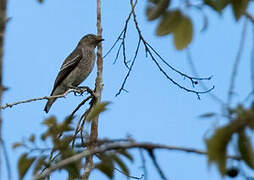 White-winged Cotinga