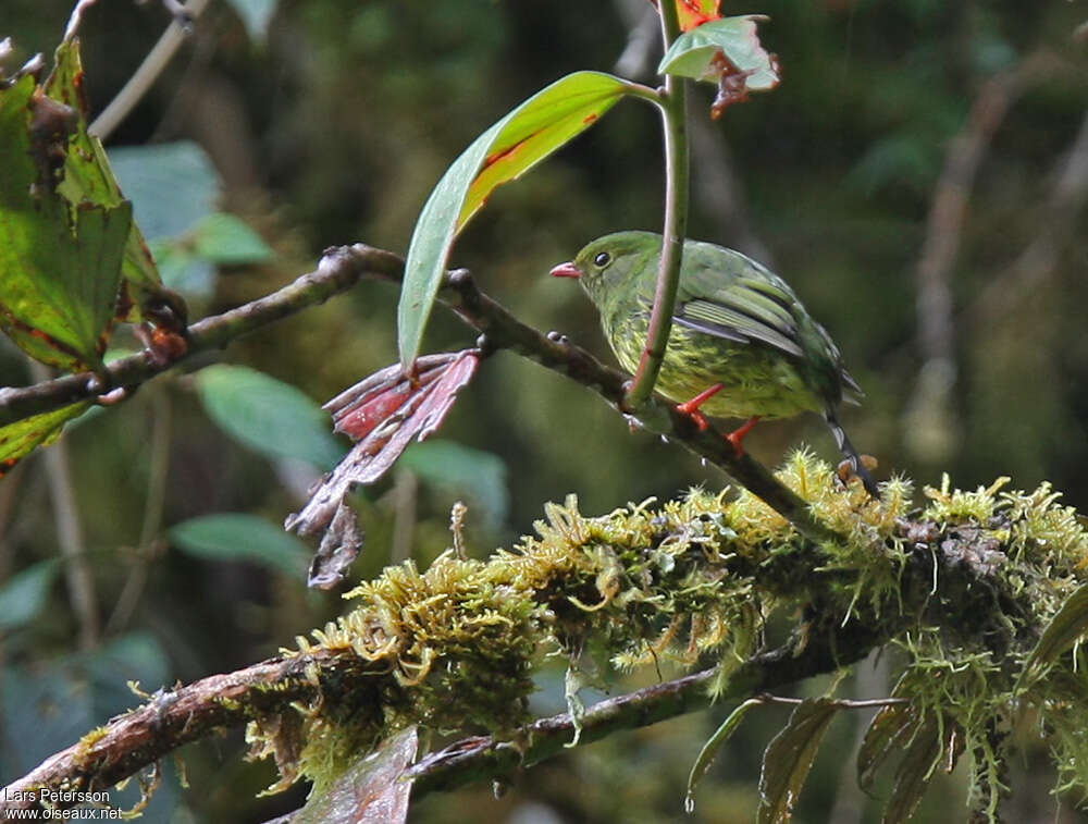 Cotinga vert et noir femelle adulte, identification