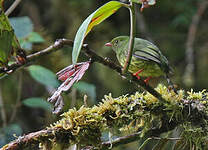 Cotinga vert et noir