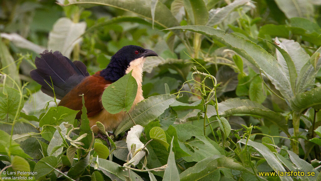 Coucal à nuque bleue