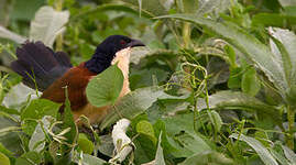 Coucal à nuque bleue