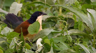 Blue-headed Coucal