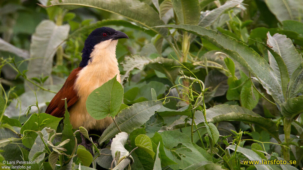 Coucal à nuque bleue