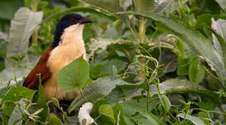 Coucal à nuque bleue