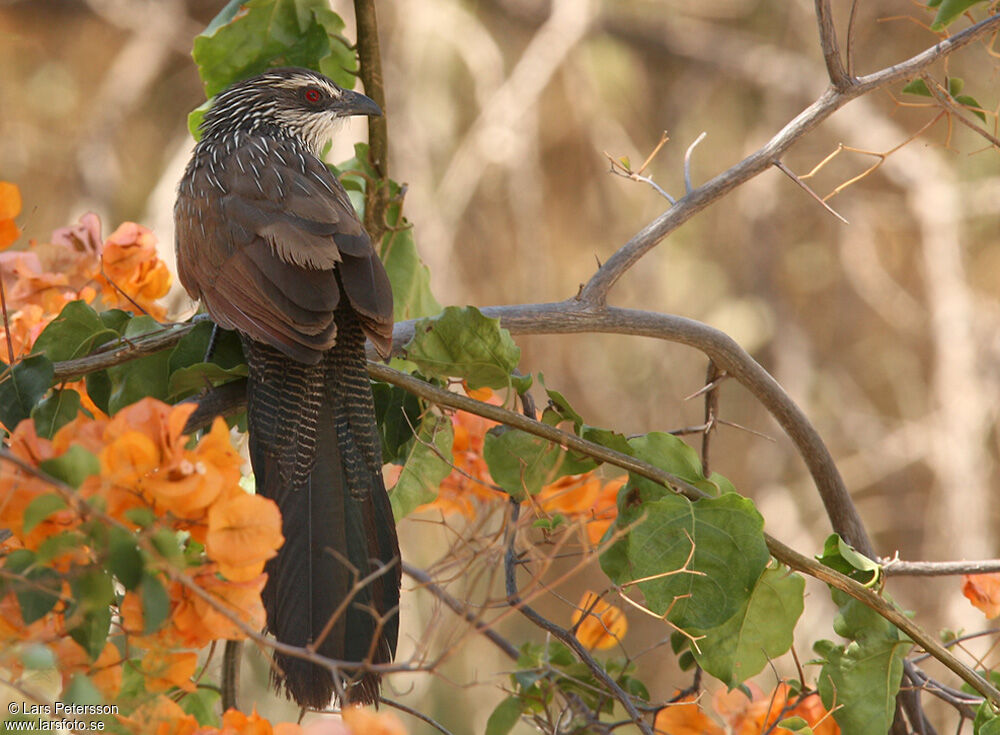 White-browed Coucal