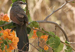 White-browed Coucal