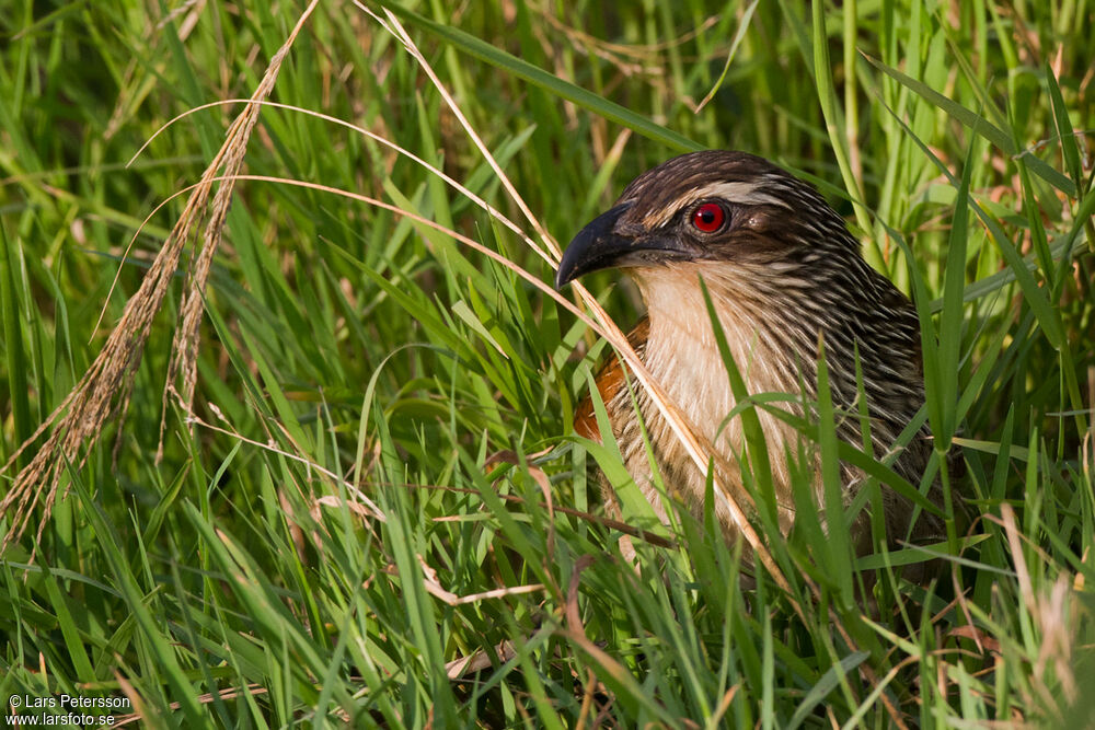 Coucal à sourcils blancs