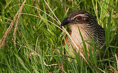 Coucal à sourcils blancs