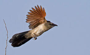 White-browed Coucal