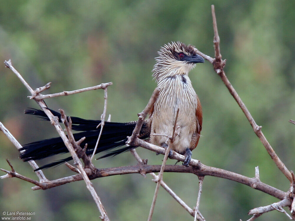 White-browed Coucal