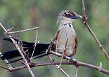 Coucal à sourcils blancs