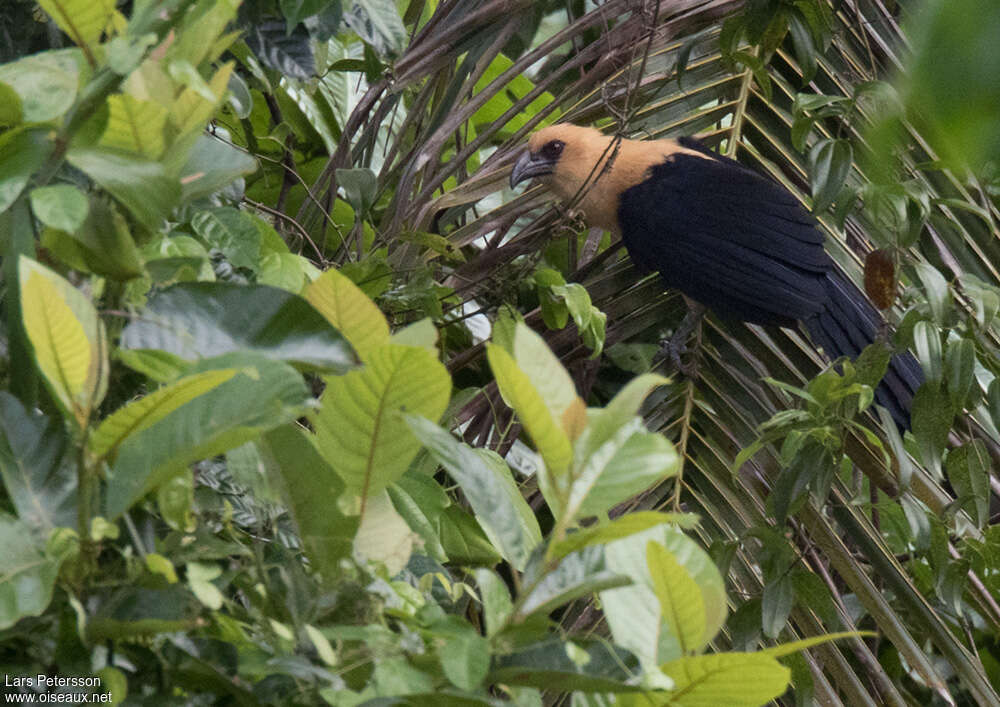 Coucal à tête fauve