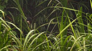 Black-throated Coucal