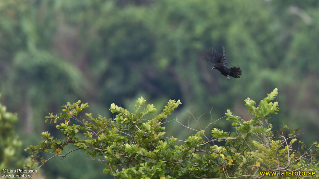 Black-billed Coucal