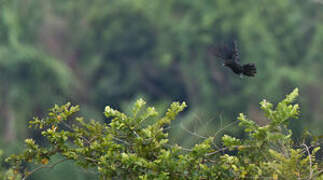 Black-billed Coucal