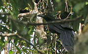 Coucal de Biak