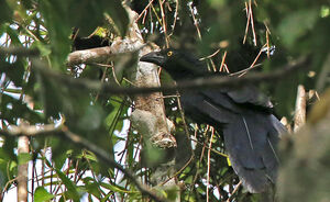 Coucal de Biak