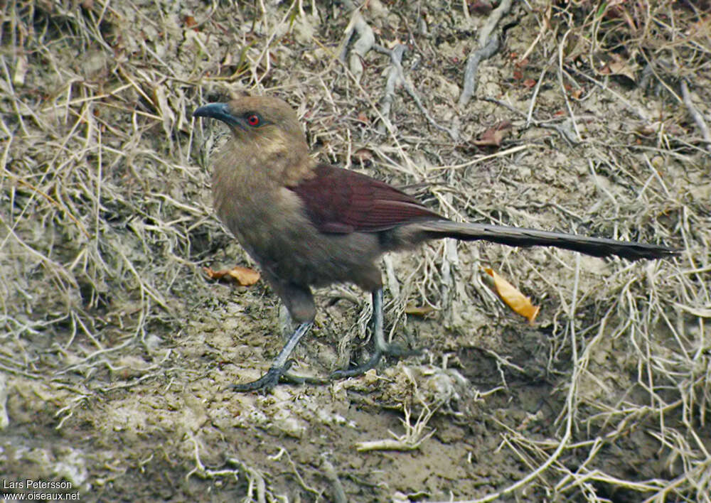 Coucal des Andaman