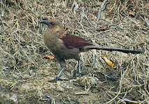 Coucal des Andaman