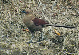 Andaman Coucal