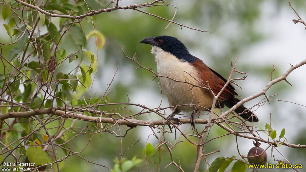 Coucal du Sénégal