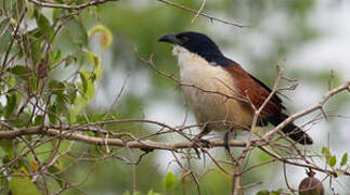 Senegal Coucal