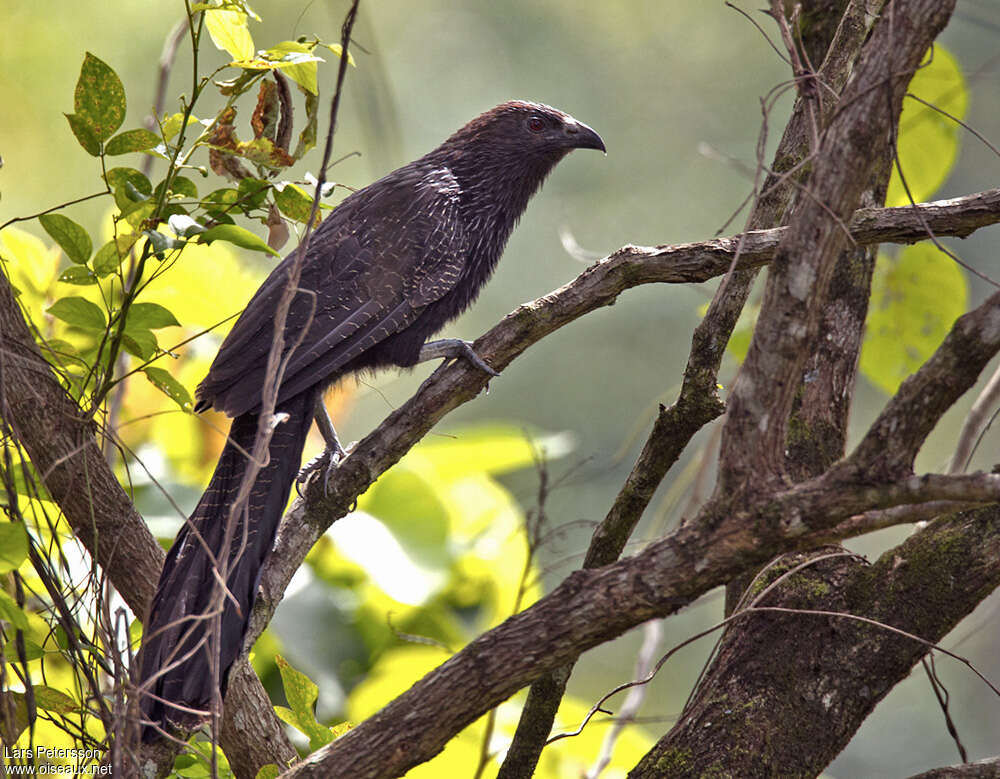 Coucal faisanadulte, identification