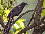 Coucal faisan