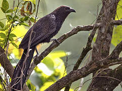 Coucal faisan