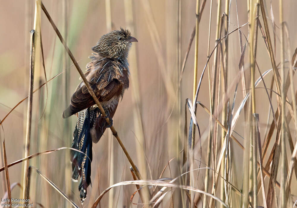 Coucal rufinadulte internuptial, identification