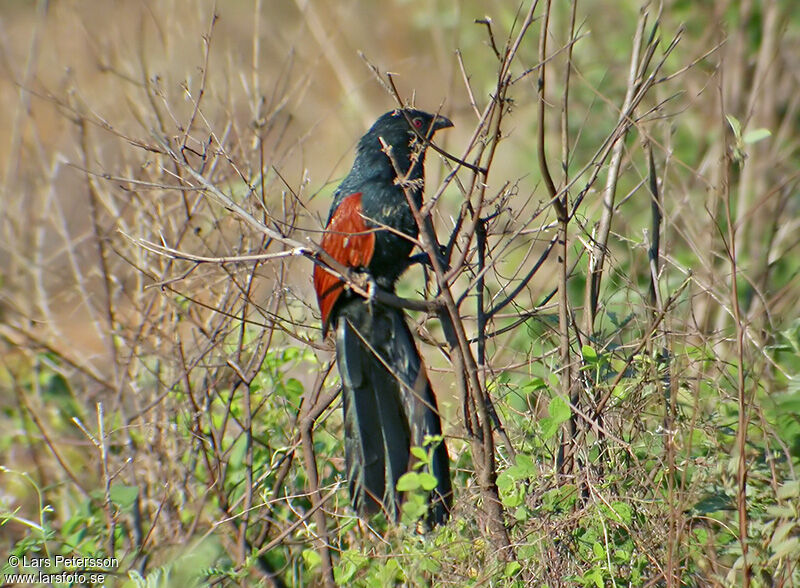 Malagasy Coucal