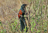 Coucal toulou