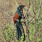 Coucal toulou