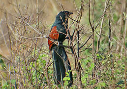 Coucal toulou