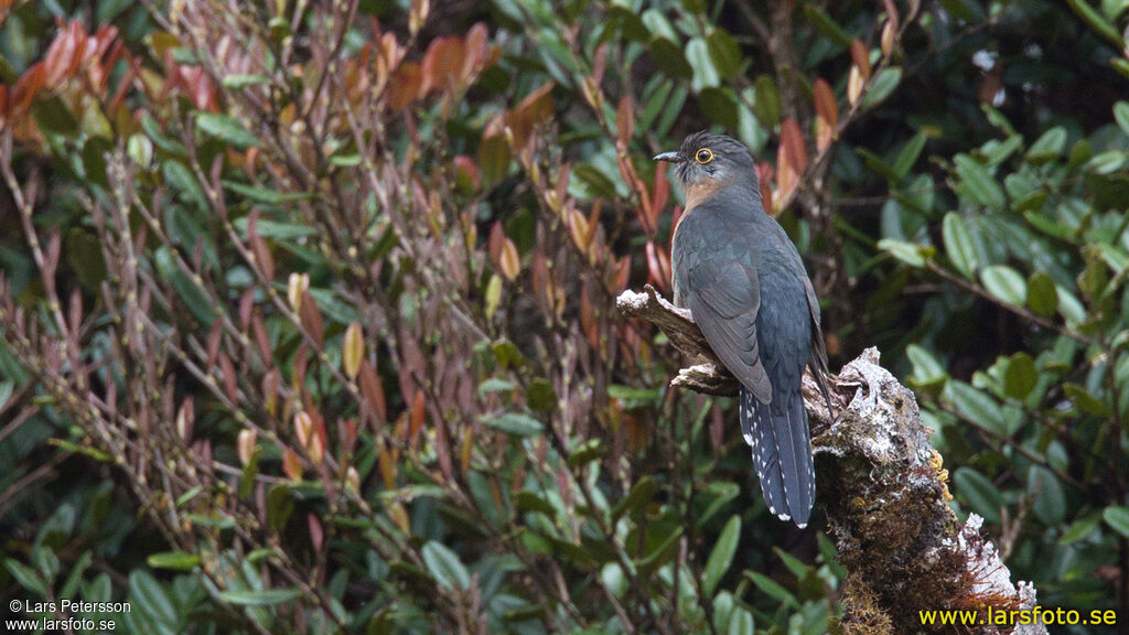 Fan-tailed Cuckoo