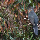 Coucou à éventail