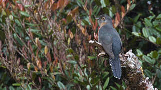 Fan-tailed Cuckoo