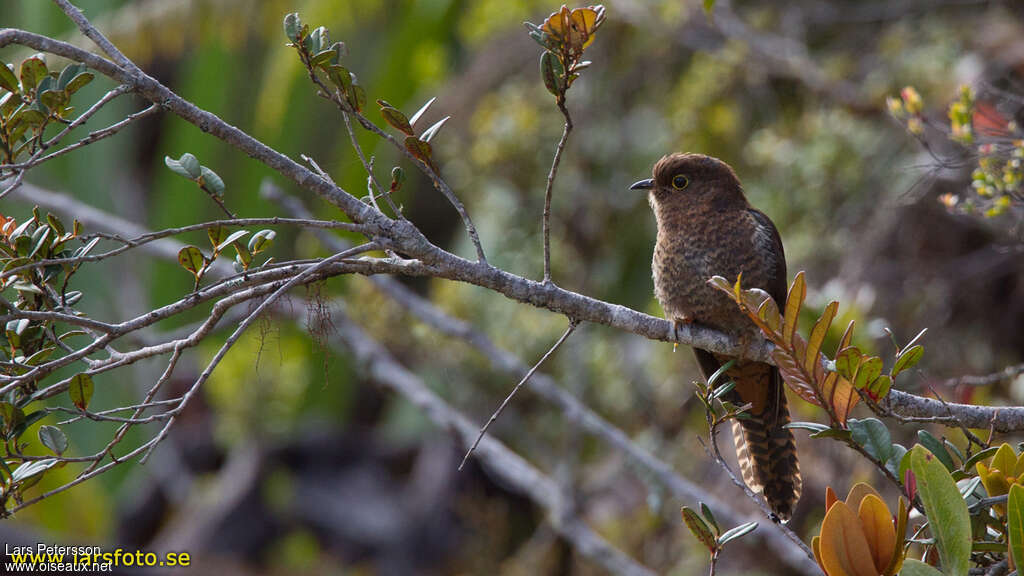 Fan-tailed Cuckoojuvenile, identification