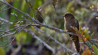 Fan-tailed Cuckoo