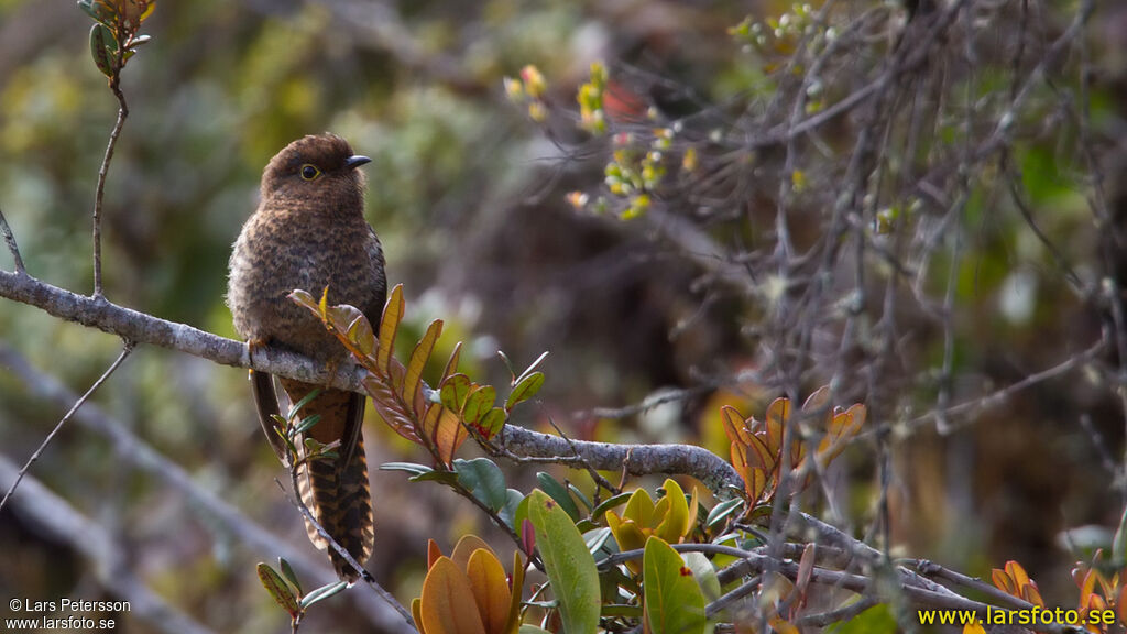 Fan-tailed Cuckoo