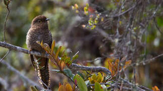 Fan-tailed Cuckoo