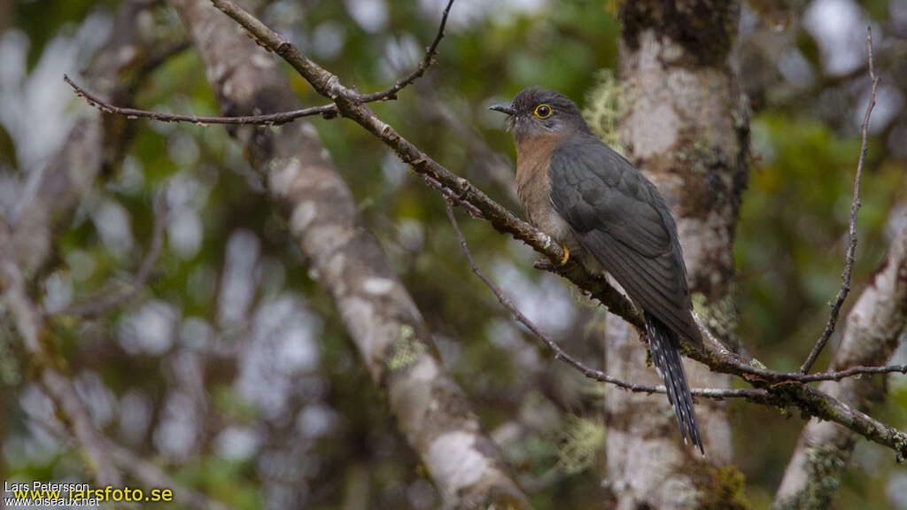 Fan-tailed Cuckooadult, habitat, pigmentation