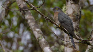 Fan-tailed Cuckoo