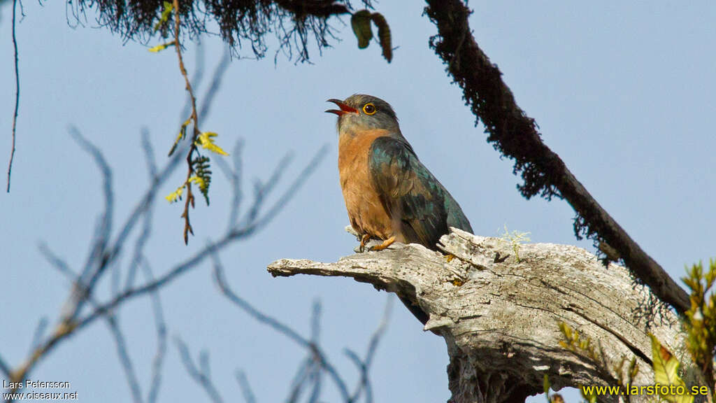 Fan-tailed Cuckooadult, song