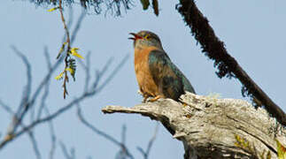 Fan-tailed Cuckoo