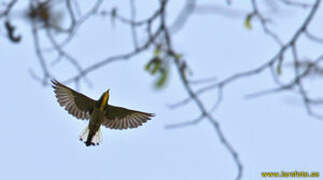 Yellow-throated Cuckoo