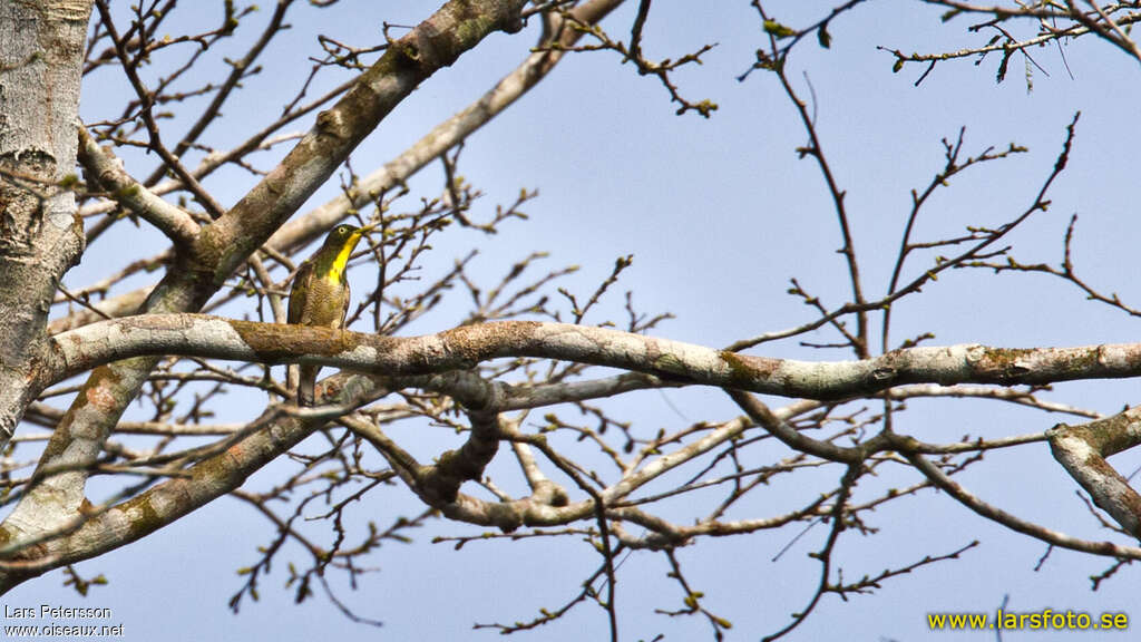 Coucou à gorge jaune